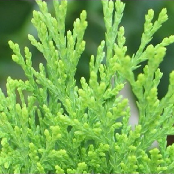 6 Fresh Cypress Branches Wreaths | Garlands | Holiday Decor | Smudges | Wedding - Picture 3 of 3